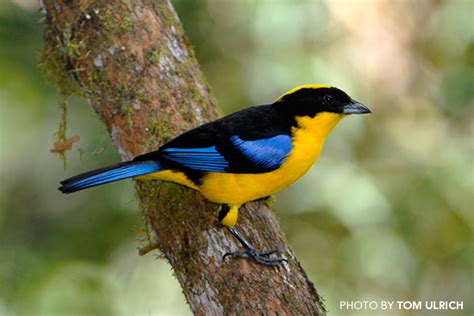 Birds of Ecuador | Holbrook Travel