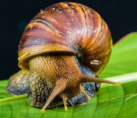 Banco de imagens : natureza, animal, inseto, biologia, fauna, Concha ...