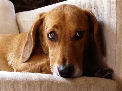 Worried dachshund/beagle mix | Terms of Use: Please consider… | Flickr