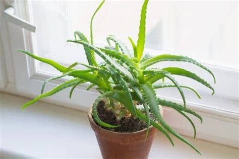 12 Houseplants That Can Tolerate Direct Sunlight – Urban Garden Gal