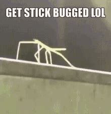 Stick Bug GIFs | Tenor