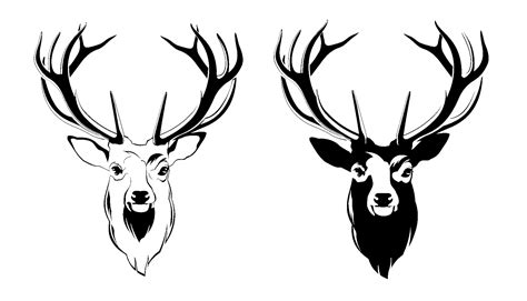 Red deer Antler Moose - Deer Head PNG Picture png download - 1800*1030 ...