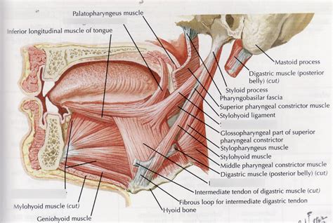 Anatomy Quiz #3 Structure 18 (Extrinsic Muscles of the Tongue) Diagram ...