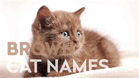 Brown Cat Names: 50+ Ideas for Warm-Colored Cats