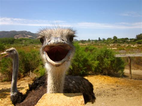 Ostrich Farm Solvang