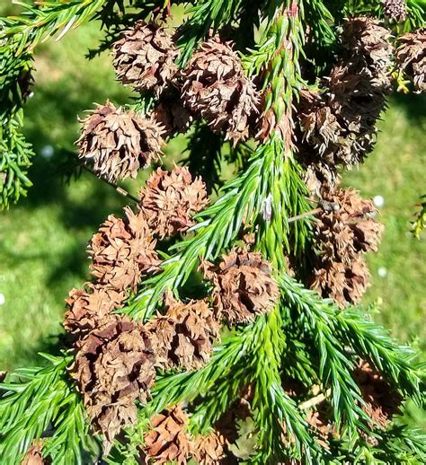 Cryptomeria japonica | Threatened Conifers of the World (en-GB)