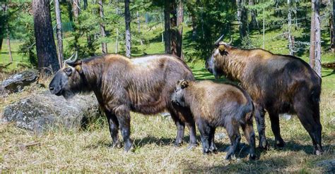 Bhutan Takin - A-Z Animals