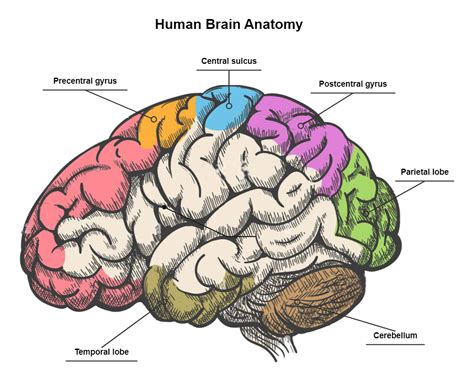 This human brain anatomy diagram depicts the anatomy of the human brain ...