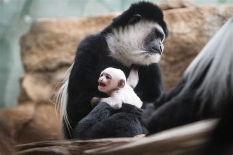 Baby Colobus Monkey Born At The Saint Louis Zoo's Primate House ...