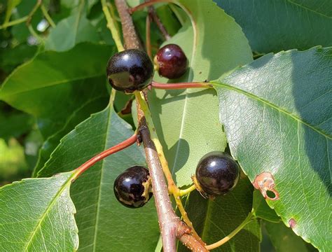 Wild Cherry Tree Identification