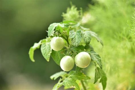 14 Common Problems with Cherry Tomato Plants: Prevention, Treatment ...