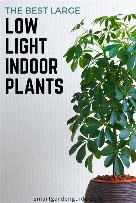 18 Large Low Light Indoor Plants To Bring Your Home To Life | Indoor ...