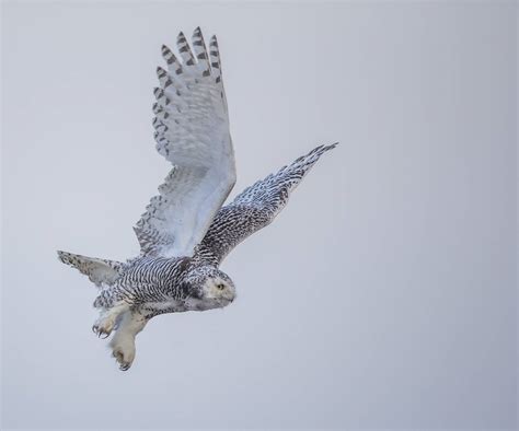 Stalking snowy owls -- and the mystery of their wintertime migration ...