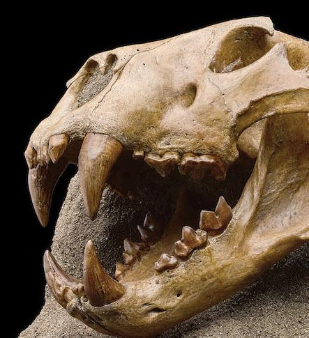 Minerals, Crystals & Fossils - Extinct American Lion Skull (Panthera ...