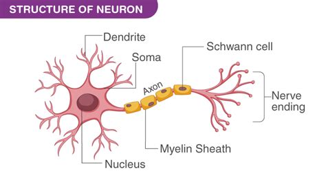 What is the Length of a Nerve Cell?- An Overview Of Nerve Cell