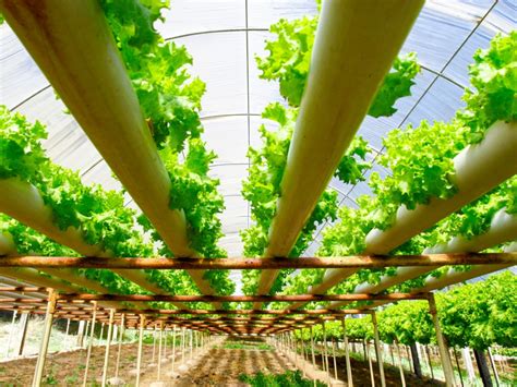 Hydroponic Gardens - Information About Water Temperature And Effects On ...