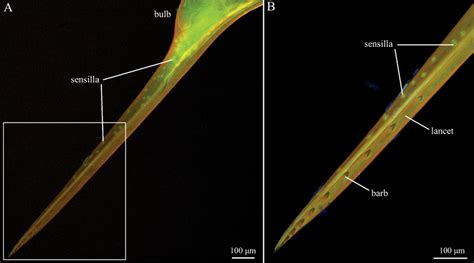 CLSM images of the bee stinger. A A whole stinger. B Magnified view of ...