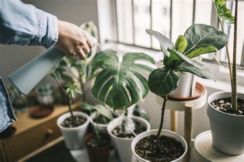 Indoor Flower Plants Low Light