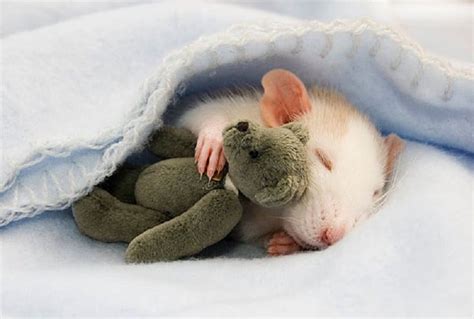 10 Cute Pictures Of Animals Cuddling