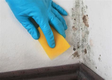 Why You Should Never Use Bleach for Mold Removal – DRYER VENT & AIR ...