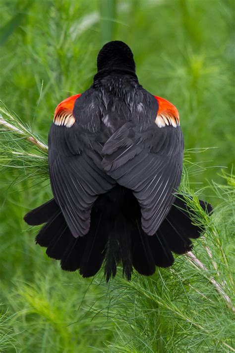 Red-winged Blackbird | Audubon Field Guide