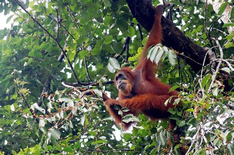 COP26: This is how mass deforestation is wiping out species around the ...