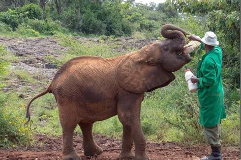 David Sheldrick Elephant Orphanage In Nairobi