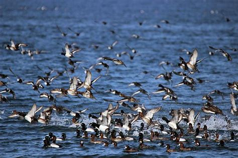 Duck Migration - Sandy Hook, NJ by Jake Danishevsky | Duck migration ...