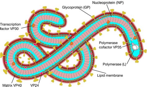 Frontiers | Ebola virus infection modeling and identifiability problems