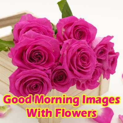 Beautiful Good Morning Flowers Pictures For Whatsapp - Infoupdate.org