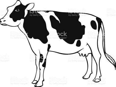 Dairy Cow line drawing. | Drawings, Dairy cows, Cow vector