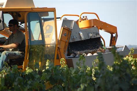 Harvesting Grapes by Machine - Hafner Vineyard