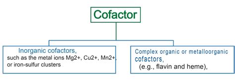 Enzyme, Coenzyme, Apoenzyme, Holoenzyme, and Cofactor