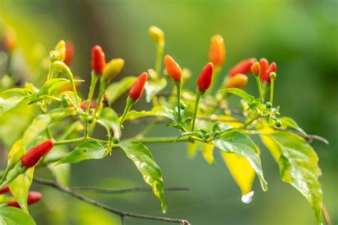 Kanthari Chili / Bird’s Eye Chili - Solitude Farm