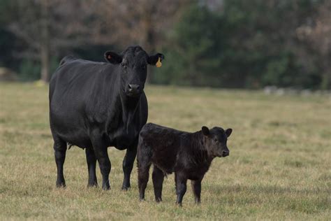 Make sure your calves get off to a proper start - Alberta Farmer Express