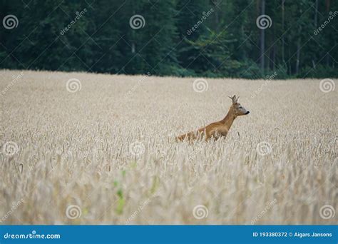 A Roe Deer with Antlers in a Rut Looks and Jump Out of a Cereal Field ...