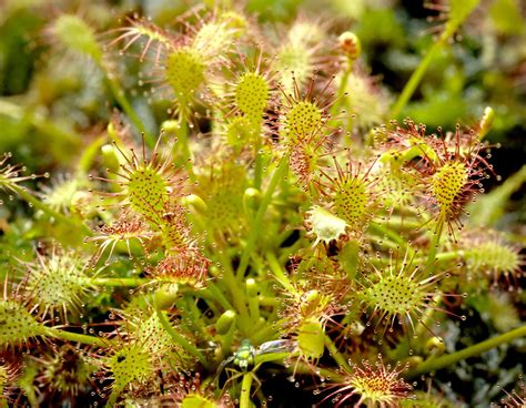 Drosera intermedia (Narrow-leaved Sundew) – Special Vegetation