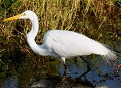 Estuary Animals - Estuary Biomes