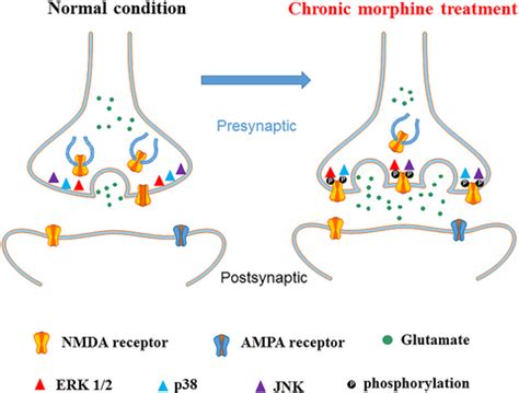 Mitogen‐activated protein kinase signaling mediates opioid‐induced ...