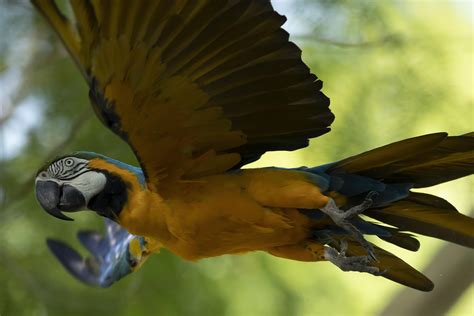 Last wild macaw in Rio is lonely and looking for love | AP News