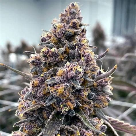 Red velvet feminized seeds - The Seed Connect