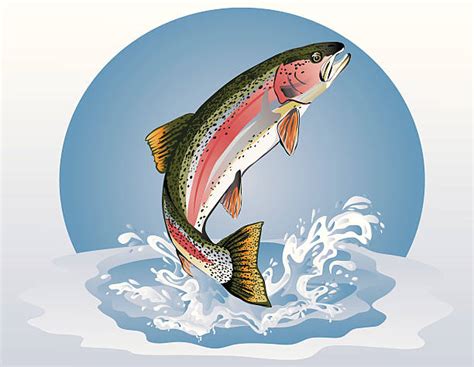 Royalty Free Rainbow Trout Clip Art, Vector Images & Illustrations - iStock