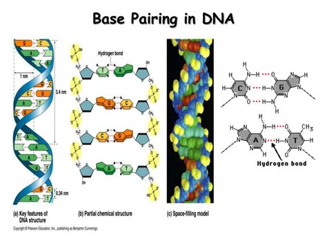 PPT - Base Pairing in DNA PowerPoint Presentation - ID:378280