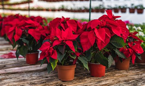 Happy National Poinsettia Day! - Price Chopper - Market 32