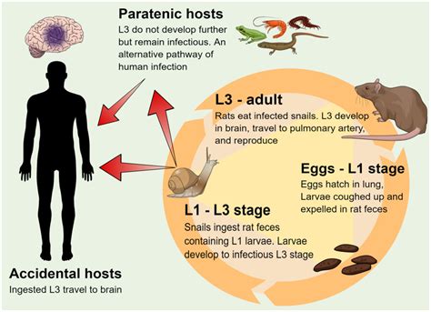 Angiostrongylus Cantonensis Life Cycle