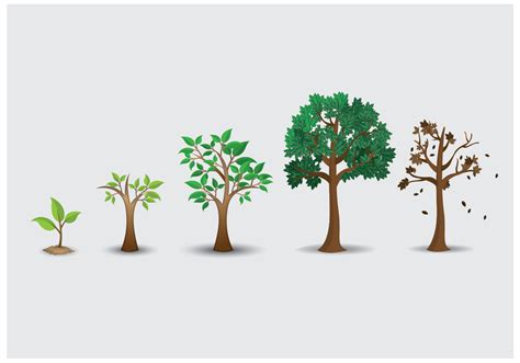 Tree Life Cycle - Dot Environment