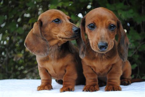 Dachshund Puppies For Sale | Crystal, MI #313882 | Petzlover