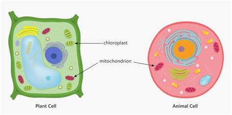 Animal Cell Chloroplast