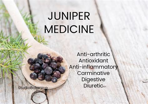 Juniper Medicine ~ the benefits of Juniper berries - Studio Botanica