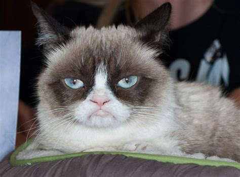 Grumpy Cat Pictures - Grumpy Cat Meme Dead Rip Dailydot | Bodegawasuon